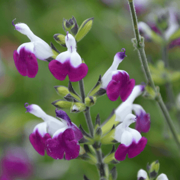 Sauge de Gregg 'Amethyst Lips' - Salvia greggii 'Amethyst Lips'