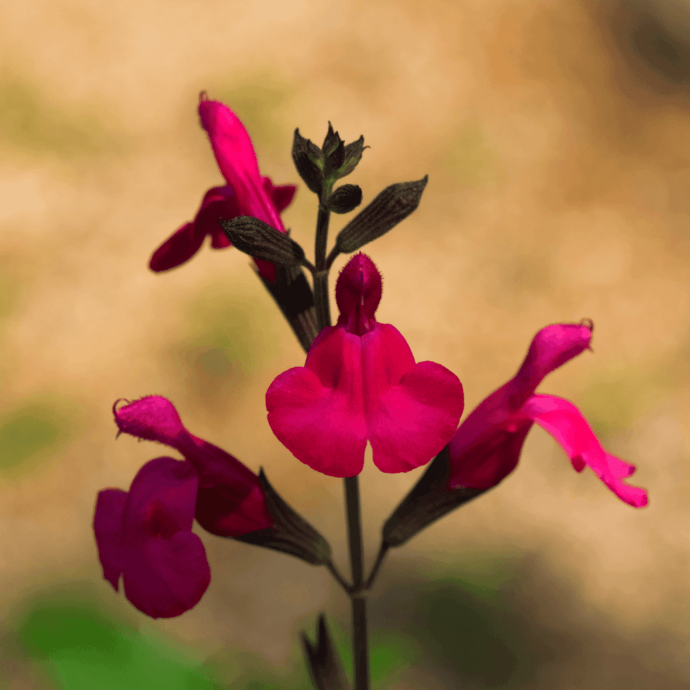 Sauge de Gregg 'Desert blaze' - Salvia greggii 'Desert Blaze' - FLEURANDIE