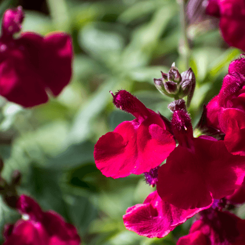 Sauge de Gregg 'Desert blaze' - Salvia greggii 'Desert Blaze' - FLEURANDIE