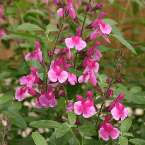 Sauge de Gregg 'Icing sugar' - Salvia greggii 'Icing sugar' - FLEURANDIE