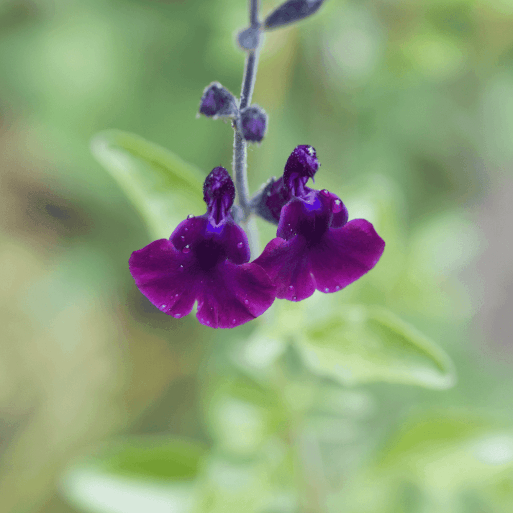 Sauge jamensis 'Violette de Loire' - Salvia x jamensis 'Violette de Loire' - FLEURANDIE