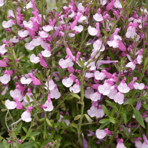 Sauge 'Joy' - Salvia greggii 'Joy' - FLEURANDIE