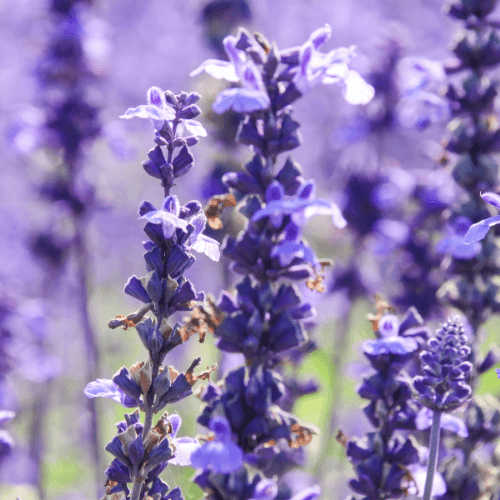 Sauge officinale 'Berggarten' - Salvia officinalis 'Berggarten' - FLEURANDIE