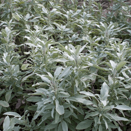 Sauge officinale 'Berggarten' - Salvia officinalis 'Berggarten' - FLEURANDIE