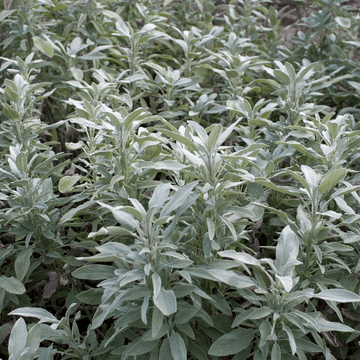 Sauge officinale 'Berggarten' -  Salvia officinalis 'Berggarten'