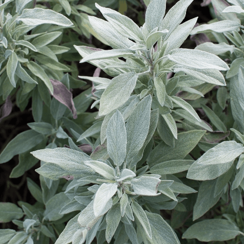 Sauge officinale 'Berggarten' - Salvia officinalis 'Berggarten' - FLEURANDIE