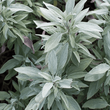 Sauge officinale 'Berggarten' -  Salvia officinalis 'Berggarten'