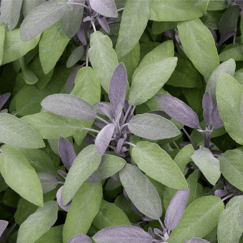 Sauge officinale 'Purpurascens' - Salvia officinalis 'Purpurascens' - FLEURANDIE