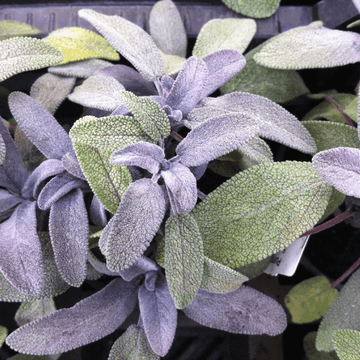 Sauge officinale 'Purpurascens' -  Salvia officinalis 'Purpurascens'