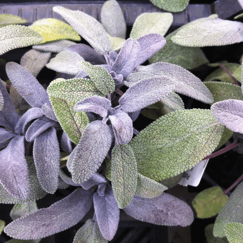 Sauge officinale 'Purpurascens' - Salvia officinalis 'Purpurascens' - FLEURANDIE