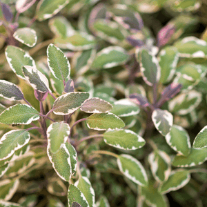 Sauge officinale 'Tricolor' - Salvia officinalis 'Tricolor' - FLEURANDIE