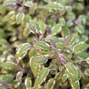 Sauge officinale 'Tricolor' - Salvia officinalis 'Tricolor' - FLEURANDIE