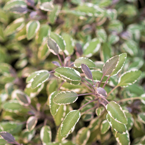 Sauge officinale 'Tricolor' - Salvia officinalis 'Tricolor' - FLEURANDIE