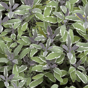 Sauge officinale 'Tricolor' - Salvia officinalis 'Tricolor' - FLEURANDIE
