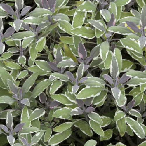 Sauge officinale 'Tricolor' - Salvia officinalis 'Tricolor' - FLEURANDIE