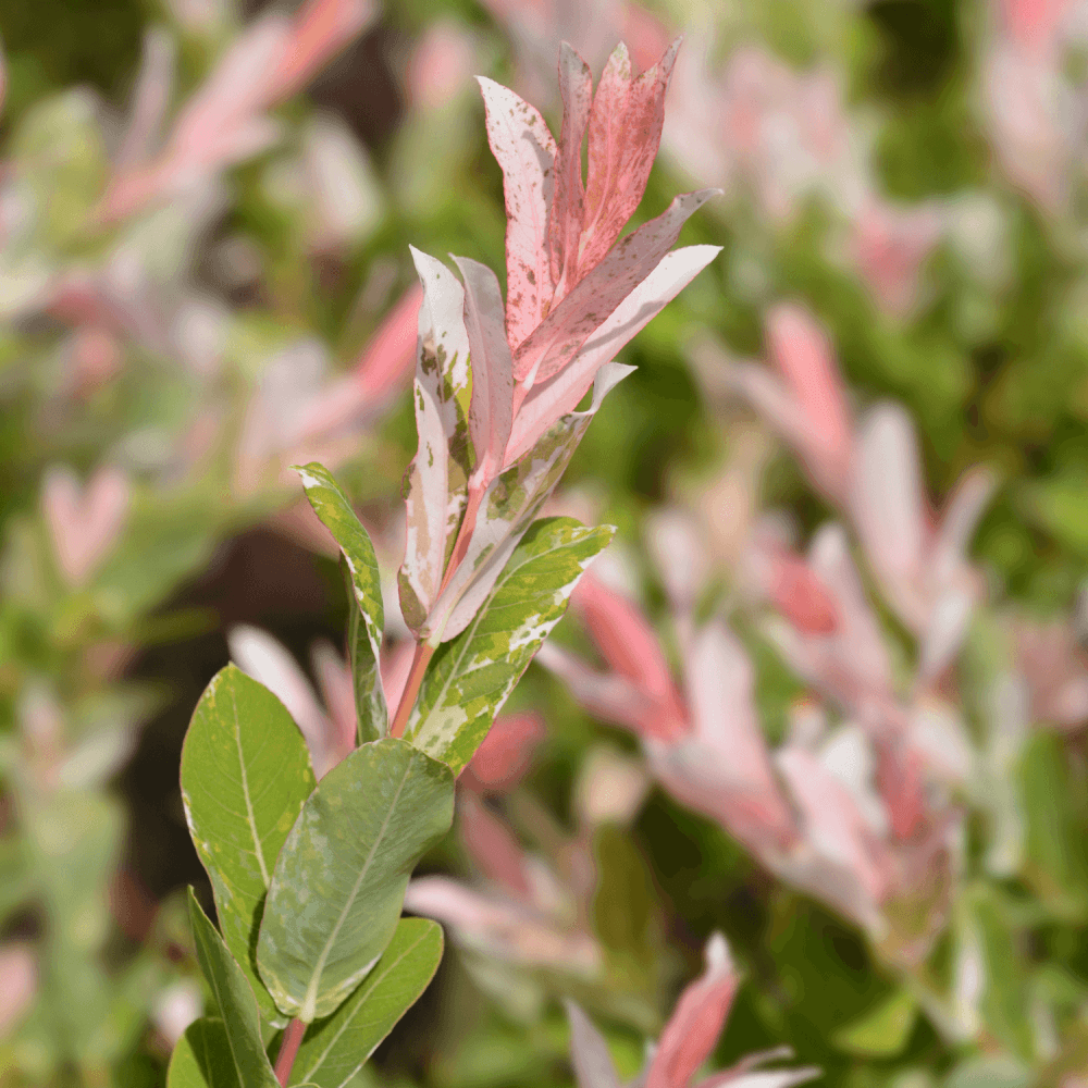 Saule crevette 'Flamingo'®- Salix integra 'Flamingo®' - FLEURANDIE