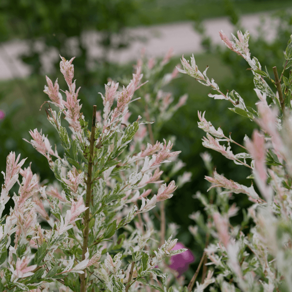 Saule crevette 'Flamingo'®- Salix integra 'Flamingo®' - FLEURANDIE