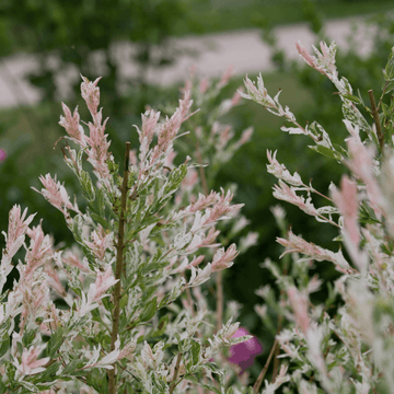 Saule crevette 'Flamingo'®- Salix integra 'Flamingo®'