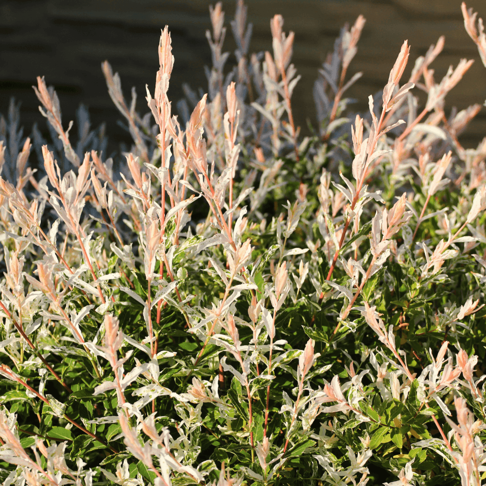 Saule crevette 'Hakuro Nishiki' - Salix integra 'Hakuro Nishiki' - FLEURANDIE
