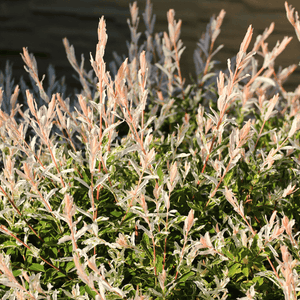 Saule crevette 'Hakuro Nishiki' - Salix integra 'Hakuro Nishiki' - FLEURANDIE