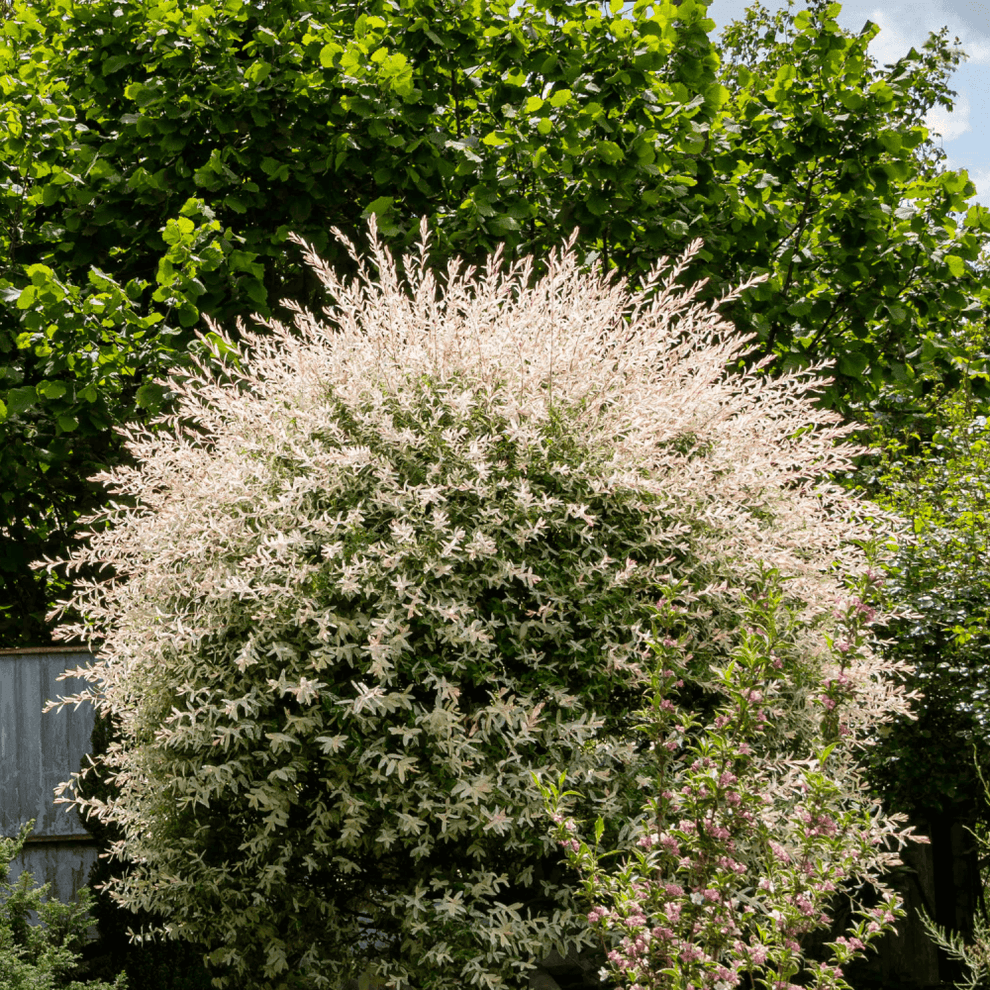 Saule Crevette Hakuro Nishiki Salix Integra Hakuro Nishiki saule-crevette-hakuro-nishiki-salix-integra-hakuro-nishiki