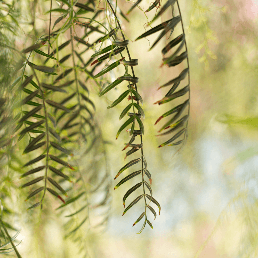 Saule pleureur - Salix babylonica - FLEURANDIE