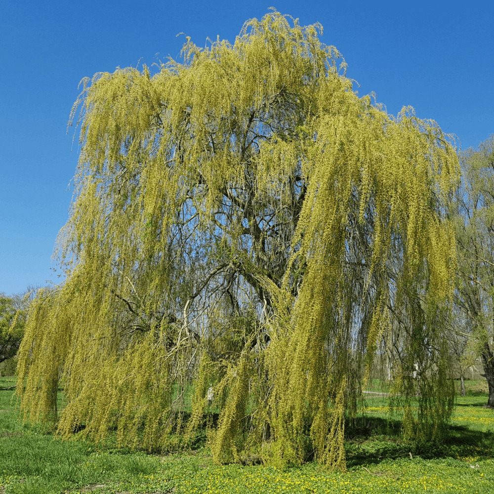 Saule pleureur - Salix babylonica - FLEURANDIE