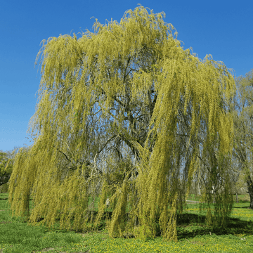 Saule pleureur - Salix babylonica