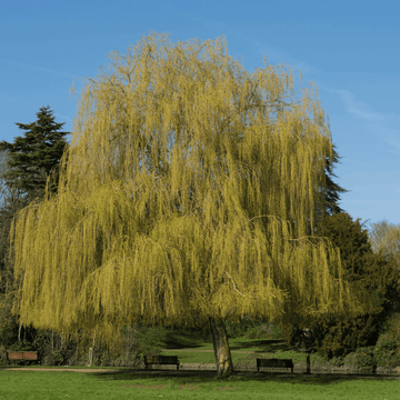 Saule sepulcralis 'Chrysocoma' - Salix sepulcralis 'Chrysocoma'