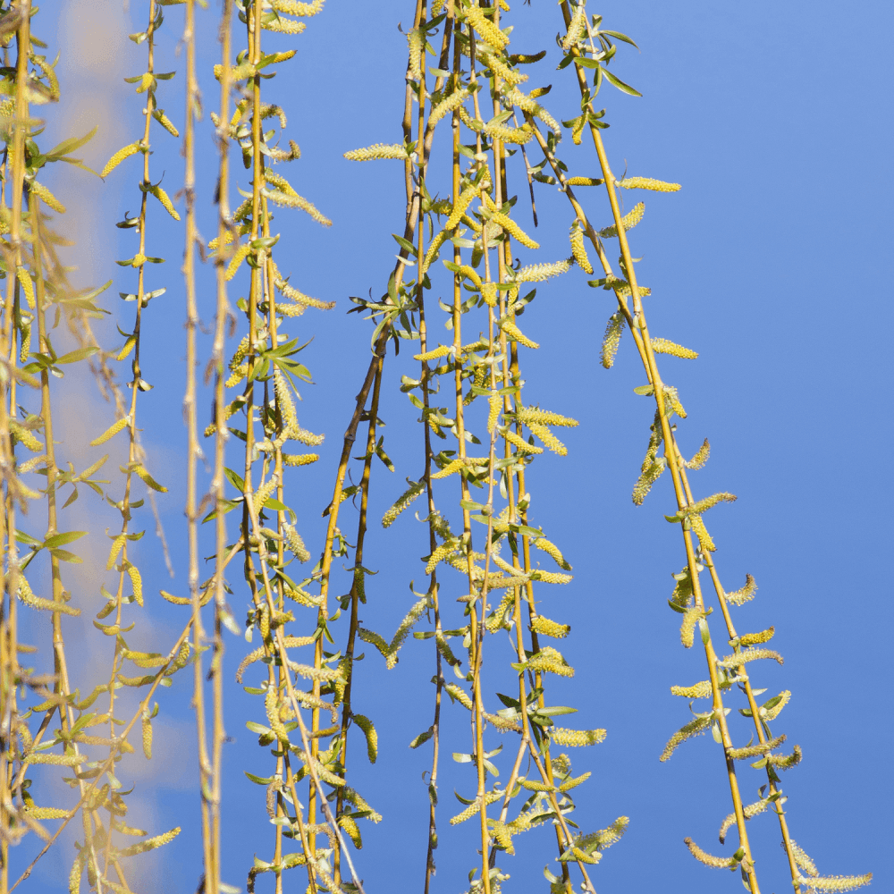 Saule sepulcralis 'Chrysocoma' - Salix sepulcralis 'Chrysocoma' - FLEURANDIE