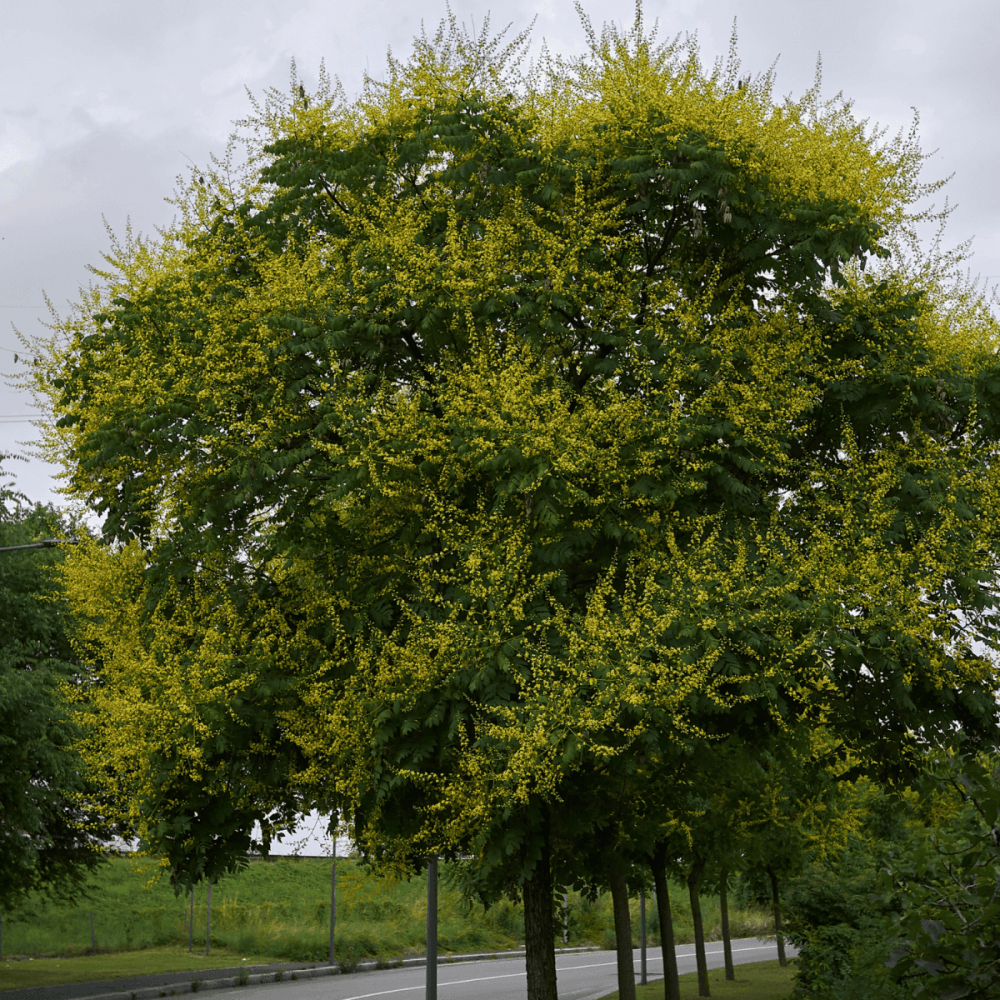 Savonnier - Koelreuteria paniculata - FLEURANDIE