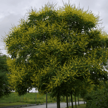 Savonnier - Koelreuteria paniculata