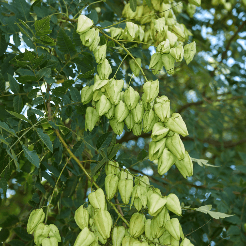 Savonnier - Koelreuteria paniculata - FLEURANDIE