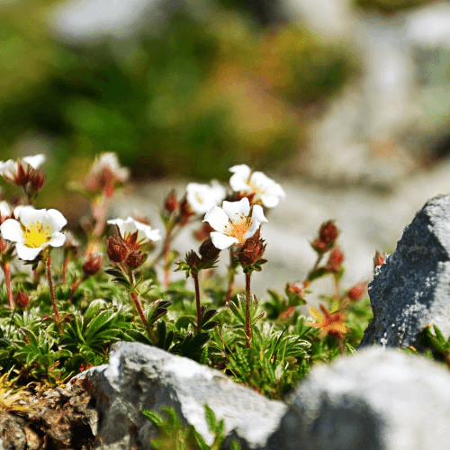 Saxifrage des alpes 'Early lime' - Saxifraga alpino 'Early lime' - FLEURANDIE