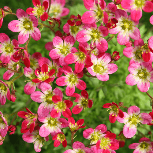 Saxifrage d'Arends 'Ware's crimson' - Saxifraga arendsii 'Ware's crimson' - FLEURANDIE