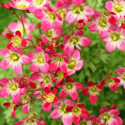 Saxifrage d'Arends 'Ware's crimson' - Saxifraga arendsii 'Ware's crimson' - FLEURANDIE