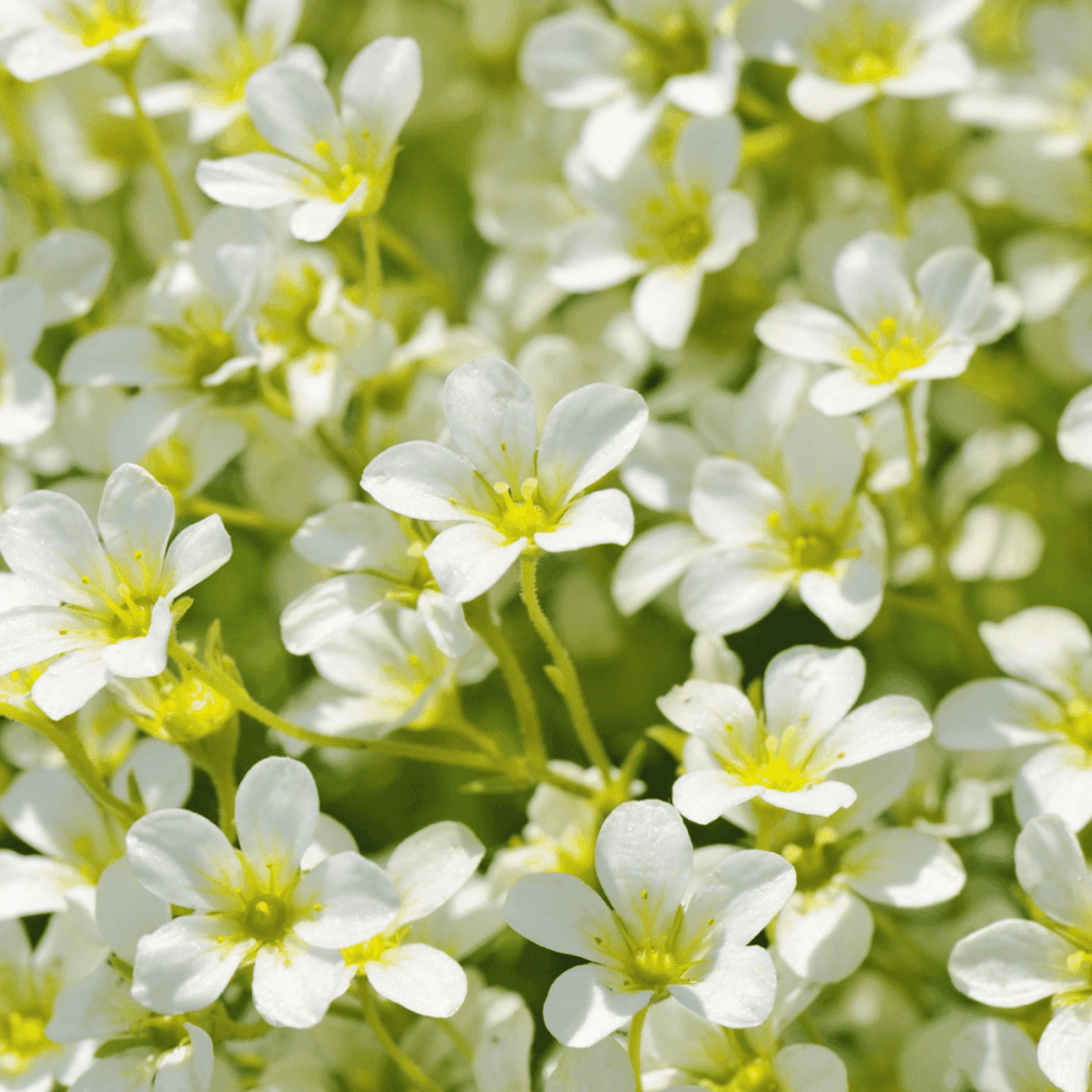 Saxifrage des alpes 'Early lime' - Saxifraga alpino 'Early lime' - FLEURANDIE