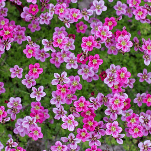 Saxifrage des alpes 'Early pink' - Saxifraga alpino 'Early pink' - FLEURANDIE