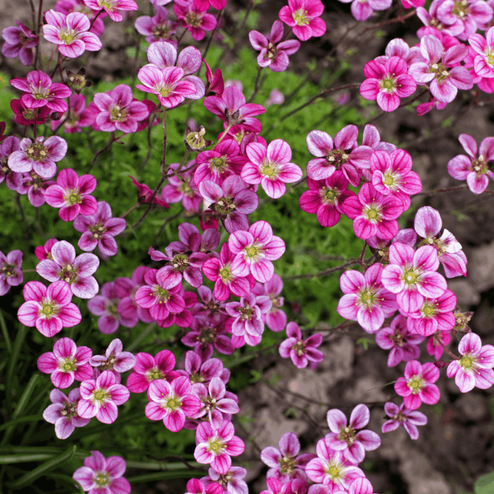 Saxifrage des alpes 'Early pink' - Saxifraga alpino 'Early pink' - FLEURANDIE