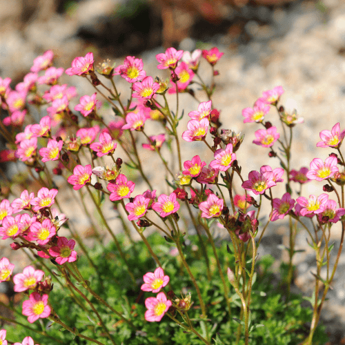 Saxifrage 'Rose' - Saxifraga decipiens 'Rose' - FLEURANDIE