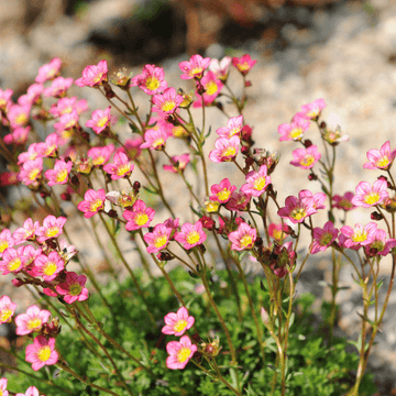 Saxifrage 'Rose' - Saxifraga decipiens 'Rose'