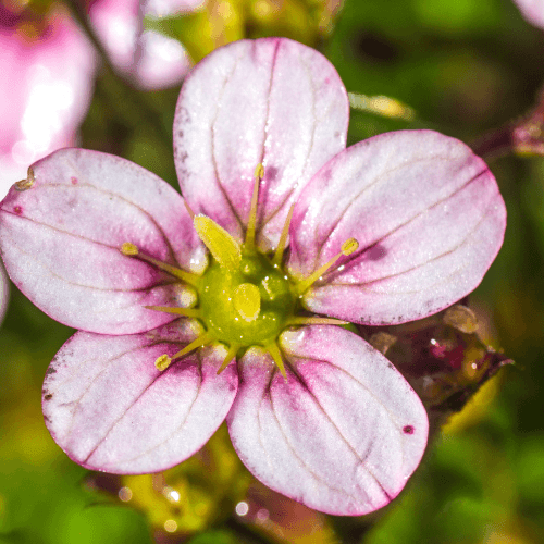 Saxifrage 'Rose' - Saxifraga decipiens 'Rose' - FLEURANDIE