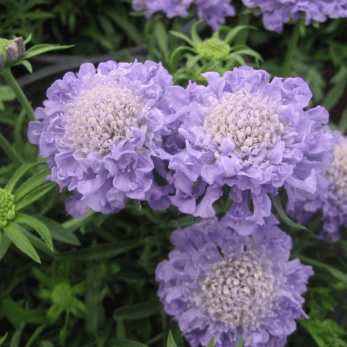 Scabieuse colombaire bleue - Scabiosa columbaria bleu - FLEURANDIE