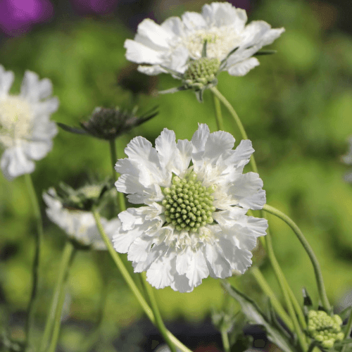 Scabieuse du Caucase 'Alba' - Scabiosa caucasica 'Alba' - FLEURANDIE