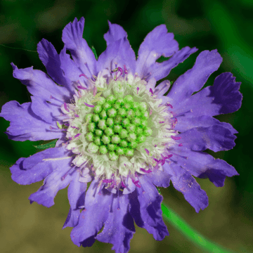 Scabieuse du Caucase 'Fama deep blue' - Scabiosa caucasica 'Fama deep blue'