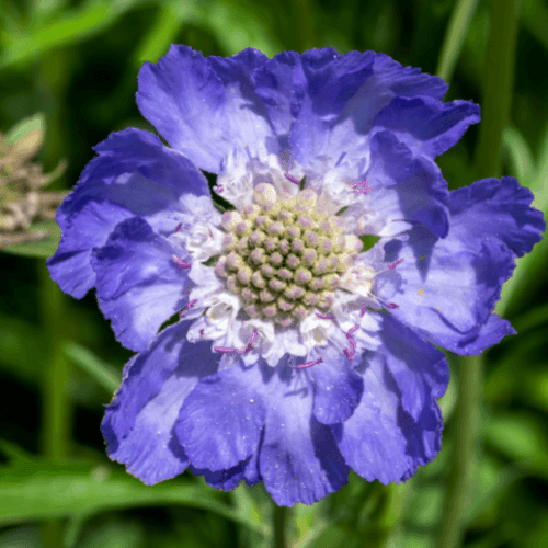 Scabieuse du Caucase 'Fama deep blue' - Scabiosa caucasica 'Fama deep blue' - FLEURANDIE