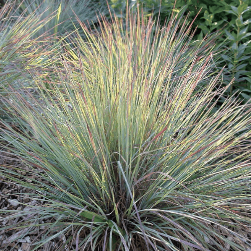 Schizachyrium scoparium 'Prairie Blues' - Schizachyrium scoparium 'Prairie Blues' - FLEURANDIE