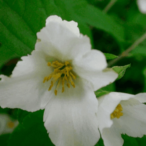 Seringat 'Belle Etoile' - Philadelphus 'Belle Etoile' - FLEURANDIE