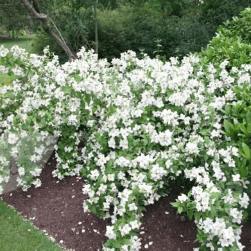 Seringat 'Belle Etoile' - Philadelphus 'Belle Etoile' - FLEURANDIE