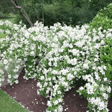 Seringat 'Belle Etoile' - Philadelphus 'Belle Etoile'